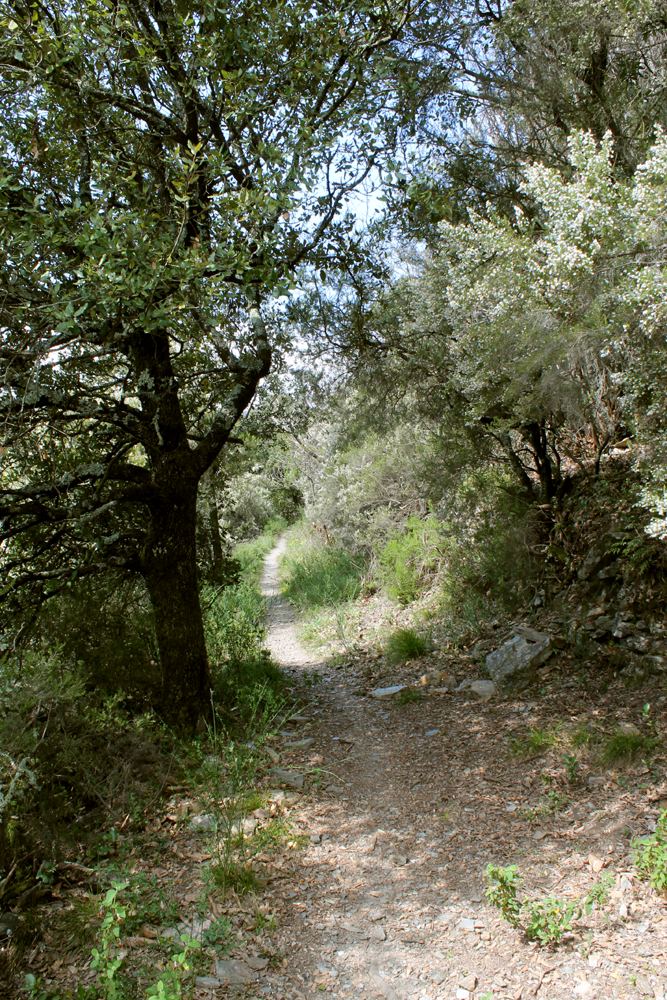 Cévennes