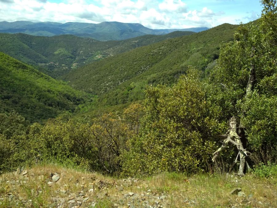 Cévennes